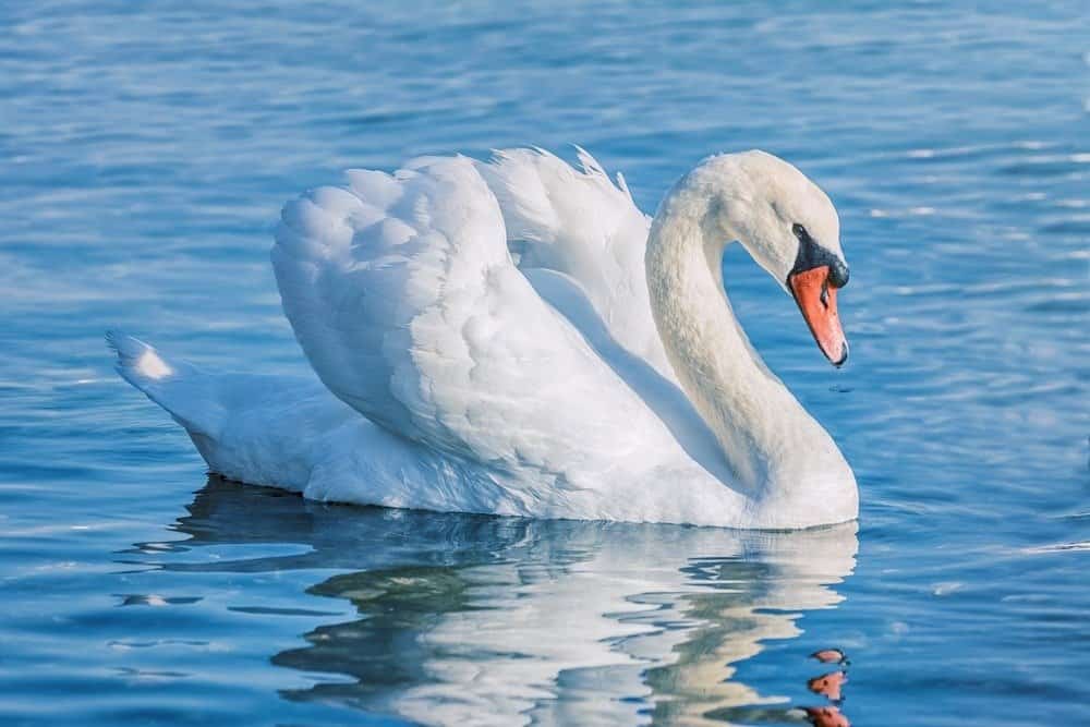 Image of swan