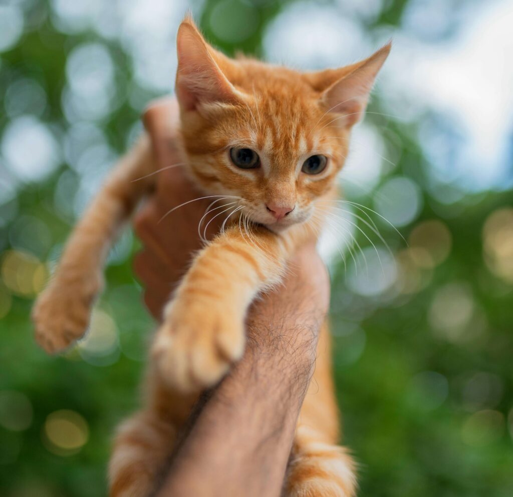 Kitten in hand